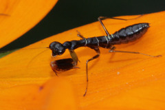 Odontomantis
