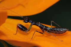 Odontomantis