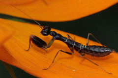 Odontomantis