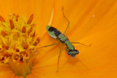 Odontomantis