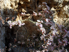 Limonium pruinosum