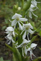 Habenaria cuevasiana