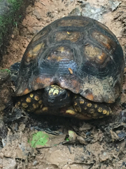 Chelonoidis denticulatus