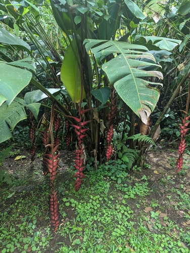 Heliconia ramonensis (Heliconia ramonensis)