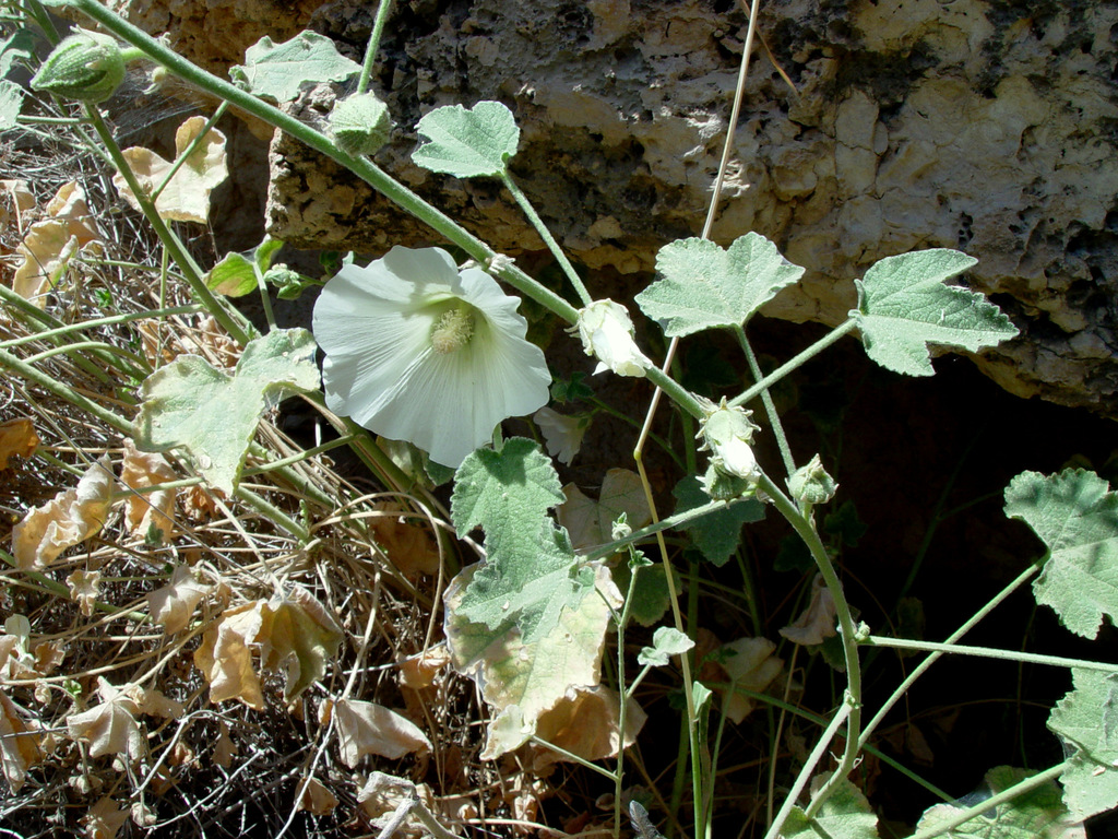 Desert Hollyhock