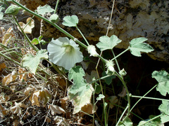Alcea striata
