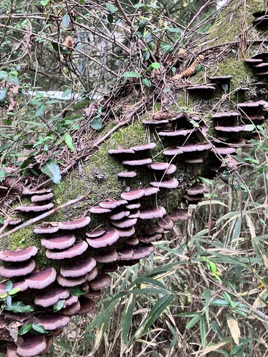 Daedaleopsis tricolor