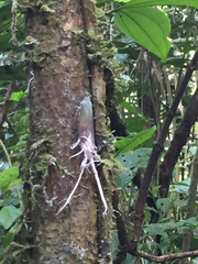 Pterodictya reticularis