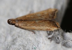 Dichomeris heriguronis