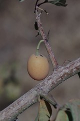 Ximenia americana image