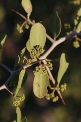 Gymnosporia senegalensis image