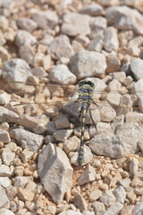 Lindenia tetraphylla
