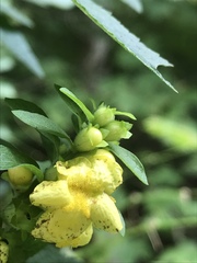 Aureolaria virginica