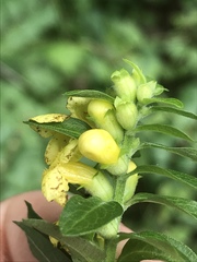 Aureolaria virginica