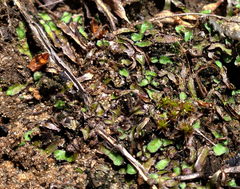 Asterella tenella