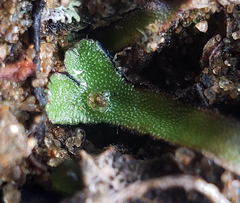 Asterella tenella