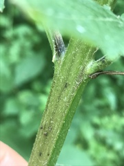 Aureolaria virginica