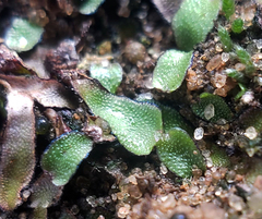 Asterella tenella
