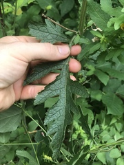 Aureolaria virginica