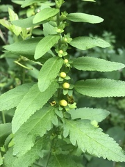 Aureolaria virginica