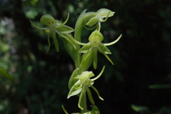 Habenaria filifera