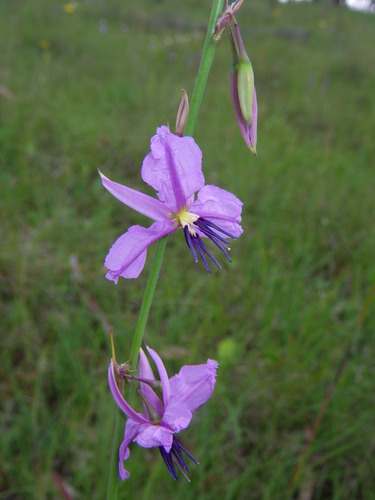 Image of Arthropodium fimbriatum by (c) Lachlan Copeland, some rights reserved (CC BY-SA)
