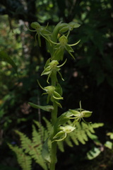 Habenaria filifera