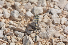 Lindenia tetraphylla