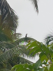 Anthracoceros coronatus