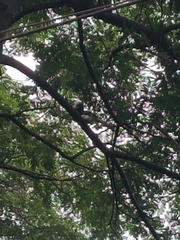 Anthracoceros coronatus