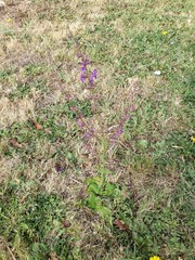 Salvia pratensis