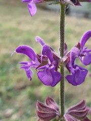 Salvia pratensis