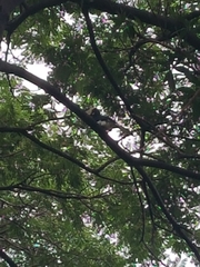 Anthracoceros coronatus