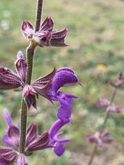 Salvia pratensis