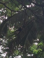 Anthracoceros coronatus