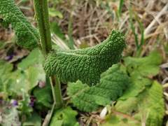 Salvia pratensis