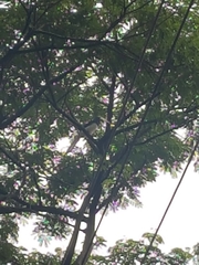 Anthracoceros coronatus