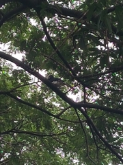 Anthracoceros coronatus