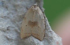 Coelostathma discopunctana