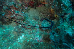 Bonellia viridis