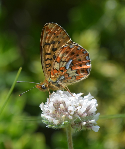 perlovec jahodníkový (Boloria euphrosyne)