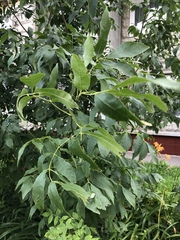 Fraxinus pennsylvanica