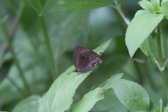 Mahathala ameria
