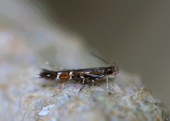 Cosmopterix pulchrimella