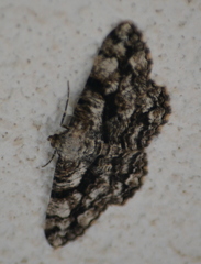 Peribatodes umbraria