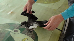 Pterodroma hypoleuca