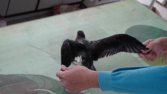 Pterodroma hypoleuca