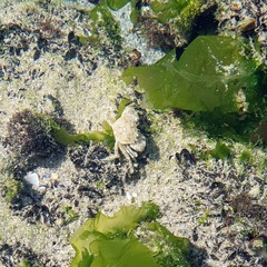 Brachynotus sexdentatus