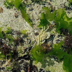 Brachynotus sexdentatus