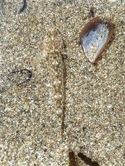 Pomatoschistus marmoratus